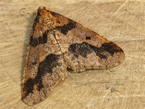 mottled umber moth erannis defoliaria species information page