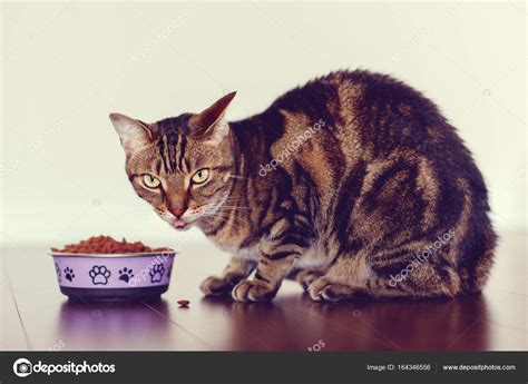 Cat eating dry food granules — Stock Photo © AnoushkaToronto #164346556