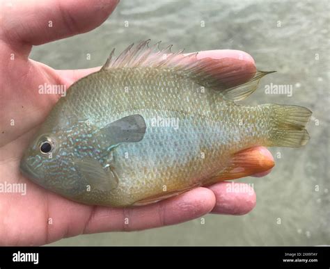 Longear Sunfish Complex (Lepomis megalotis) Actinopterygii Stock Photo