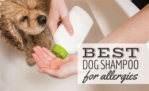 Best Dog Shampoo For Allergies: For Itchy Skin, Oatmeal, Medicated & More – CanineJournal.com