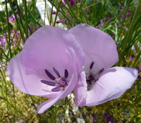 Calochortus splendens - Hill View Rare Plants