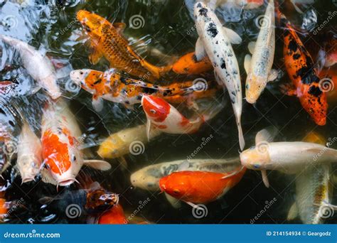 Peixe Koi Ou Peixe Carpa Nadando Na Lagoa Foto De Stock Imagem De