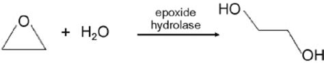 Epoxide Hydrolase Catalyzes Diol Formation By Adding A Water Group To