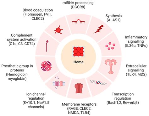 Biomolecules Free Full Text Shapes And Patterns Of Heme Binding