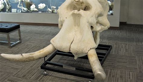 elephant skull  tusks