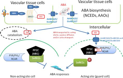 A Simplified Model For Abscisic Acid Generation Transport And