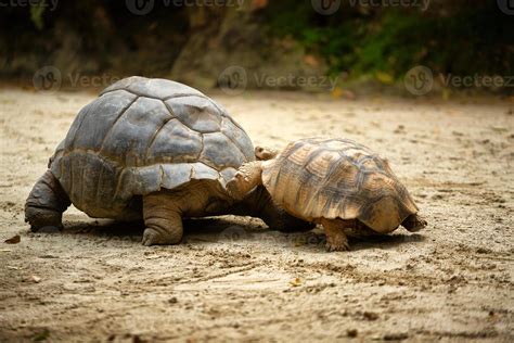 Aldabra Giant Tortoise, one of the largest tortoises in the world 17199128 Stock Photo at Vecteezy