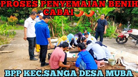 Cara Menyemai Benih Cabai Agar Cepat Tumbuh Pertanian Caberawit