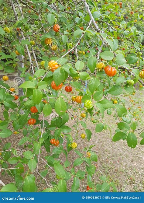 Rbol Frutal Pitanga Eugenia Uniflora Imagen De Archivo Imagen De