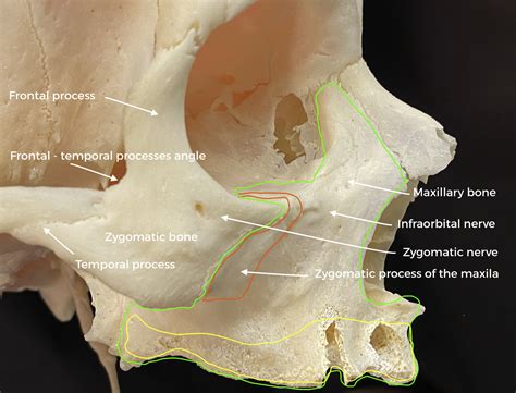 Zygomatic Bone Maxillary Process