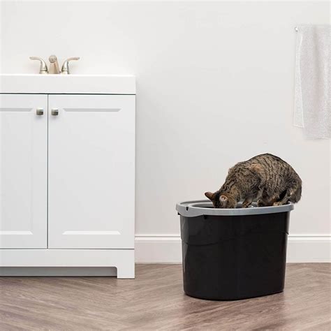 The Best Top Entry Cat Litter Boxes in 2023 | PawGearLab