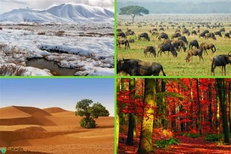 8 Tipos De Biomas Terrestres Características Ejemplos Y Fotos Bioma Terrestre Biomas