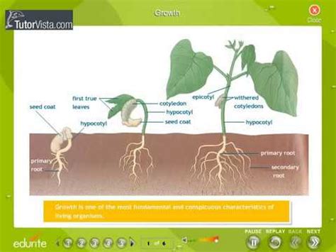 Stages Of Plant Growth Diagram