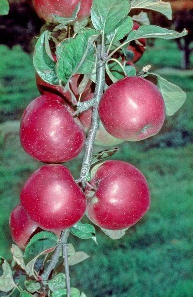 What Are Northern Spy Apples Learn About Northern Spy Growing Requirements