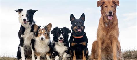 mutts prudent pet insurance