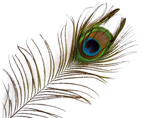 Feather PNG Transparent Images PNG All