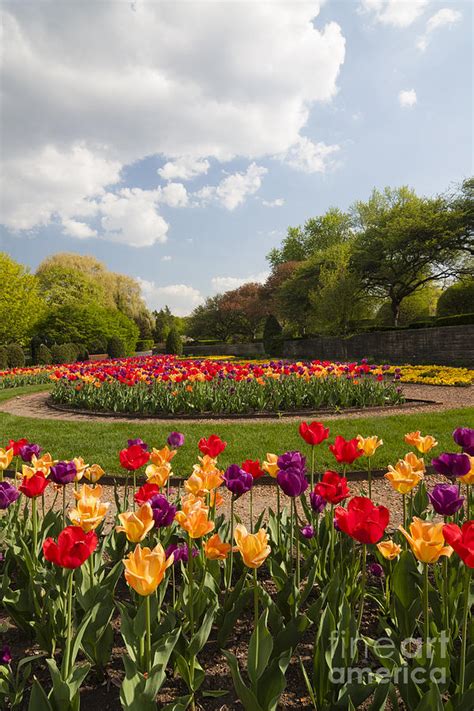 Tulip Time Photograph By Patty Colabuono Fine Art America