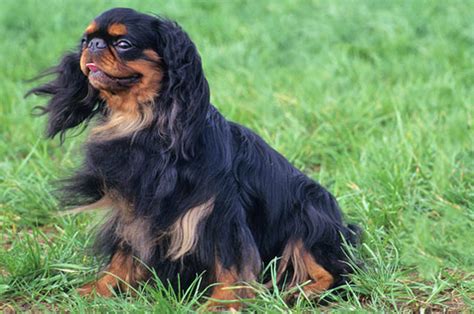 English Toy Spaniel Dog Information Breed Highlight