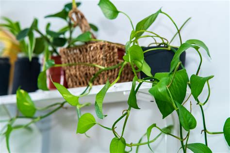 Top 15 Money Plant Benefits As Per Feng Shui