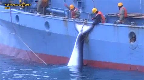 Graphic Video Footage Shows Japanese Whaling Operation S Harrowing Harpoon Hunt Fox News