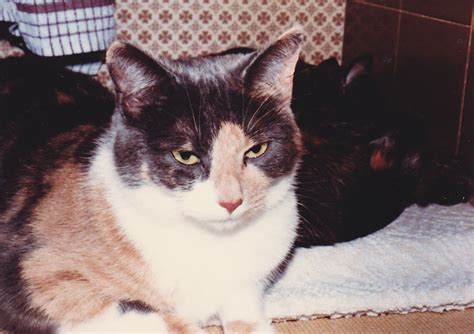 Daisy And Suzy May 1984 Alljengi Flickr