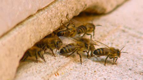 Go Wild Series 2 Aneeshwar And Lizzie 39 Honeybee And Naked Mole Rat BBC IPlayer