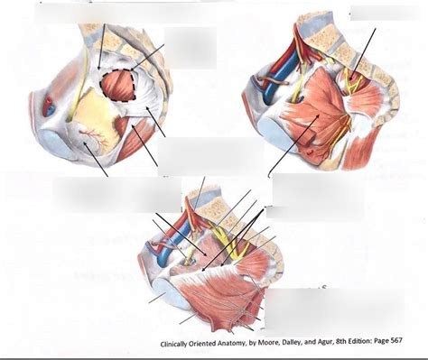 Pelvic fascia Diagram | Quizlet