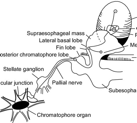 3 Diagrammatic Representation Of Lobes In The Cephalopod Central