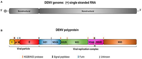 Frontiers Dengue Virus And Vaccines How Can Dna Immunization