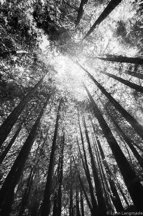 Black and White Photography California Redwood Trees, Tree Photography ...