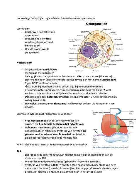 Hoorcollege Celbiologie Jaar 1 Huid En Afweer Huid En Afweer B15 Vu