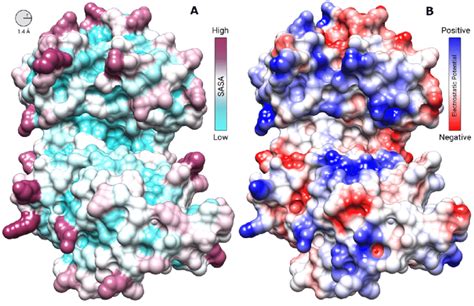 Protein Surface Analysis Surface Representations Of A Download