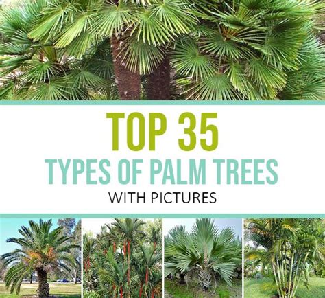 Types of palm trees – Artofit