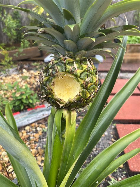 107 best Tampa Bay Area images on Pholder | Tampa, Whatsthisbug and Pics