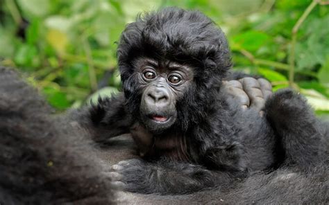 Baby Gorilla Shows Off His Bouffant Hair Do In Virunga National Park