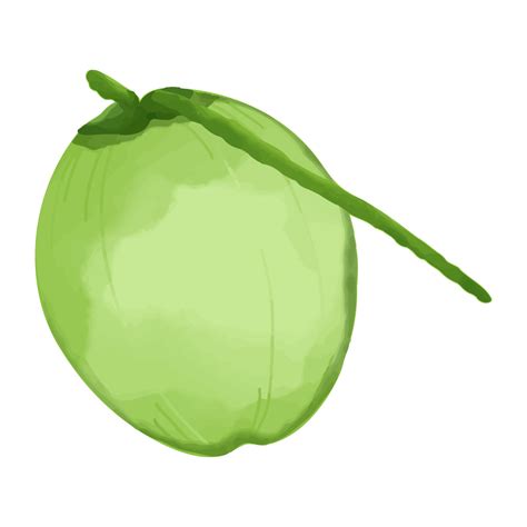 Coco Acuarela Clipart De Frutas Pintadas A Mano 8530115 PNG