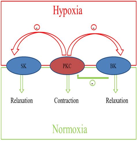 Diagram Of The Integrated Effects Of Pregnancy And Chronic Hypoxia On