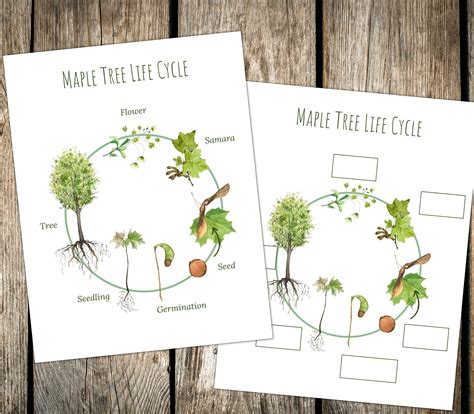 MAPLE TREE Life Cycle, Nature Study, Homeschool Printable, Instant ...