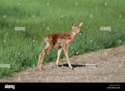 White tailed deer fawn hi-res stock photography and images - Alamy