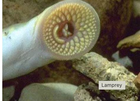 preserved lamprey pk klm bio scientific