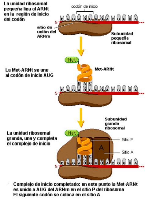 Código genético página 2 Monografias