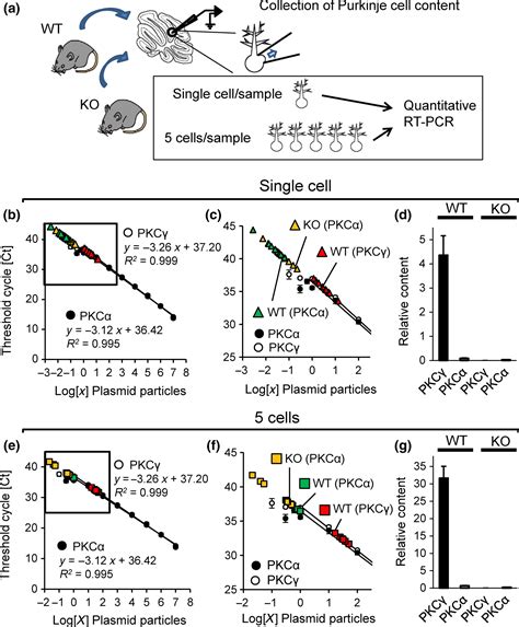 Regulatory Connection Between The Expression Level Of Classical Protein