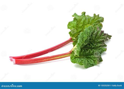 Rabarber stock foto. Afbeelding bestaande uit bladeren - 13525250