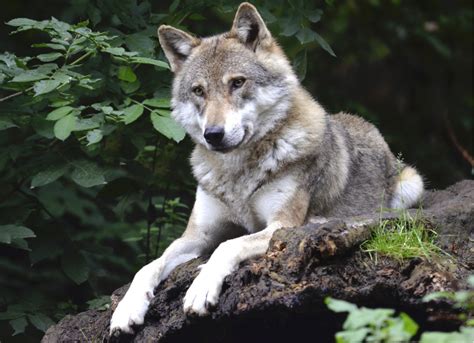 Luchs Und Wolf In Rheinland Pfalz Koordinationszentrum Luchs Und Wolf