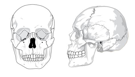 Diagram Of Skull Anatomy Quizlet