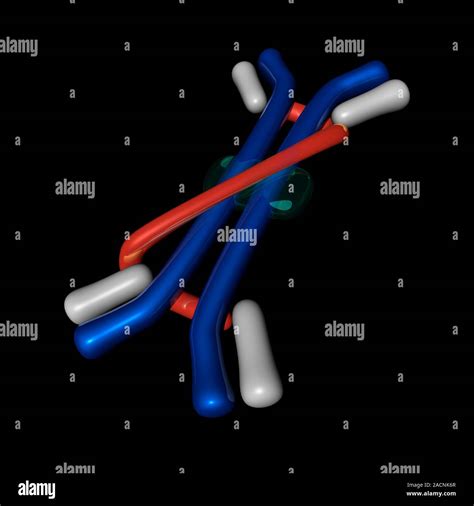 Immunoglobulin A. Molecular model of the structure of the antibody ...