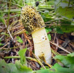 10 Quirky Mushrooms That Look Like A Brain Balcony Garden Web