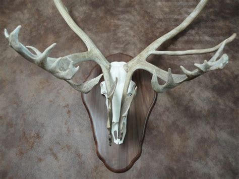 Caribou Antler Sheds Mounted On Replica Skull Antlers Artwork Shed