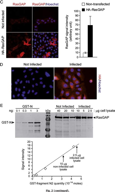 Figure From Role Of The Sub Cellular Localization Of Rasgap Fragment