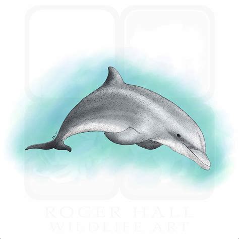 Bottlenose Dolphin - Signed Fine Art Print - inkart